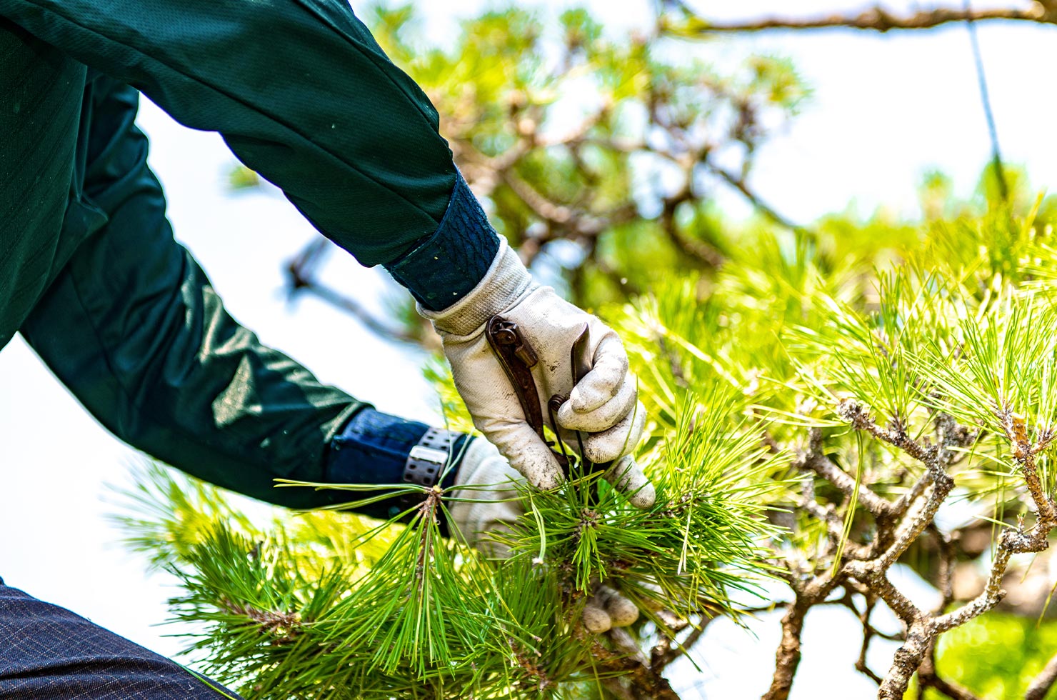 Use this as the message/philosophy image to show hands-on craft, seasonal care, and the company's respect for living landscapes.